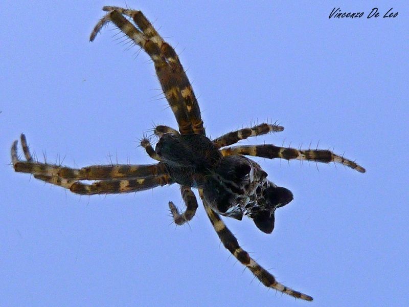 Cyrtophora citricola - Bari (BA)